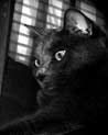 Noir Cat Ecard
