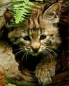 Baby Bobcat Free Ecard