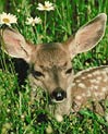 Baby Deer Free Ecard