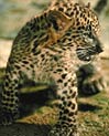 Baby Leopard Free Ecard