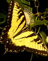 Yellow Butterfly Ecard