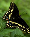Black and Yellow Butterfly Ecard