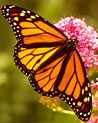 Monarch Butterfly Ecard