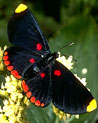Black and Red Butterfly Ecard