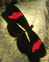 Posman Butterfly Ecard