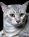 Grey Tabby cat  Ecard
