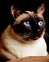 Siamese Cat Ecard