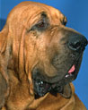 Bloodhound Dog Ecard