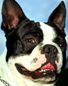 Boston Terrior Dog Ecard