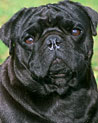 Black Pug Dog Ecard
