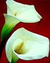 Arum lily Ecard