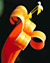 Orange Trumpet Vine Ecard