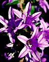 Purple Bell Flower Ecard