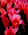 Heart Delight Tulips Ecard