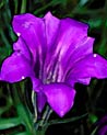 Purple Gentian  Ecard