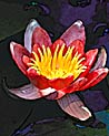 Water Lily Ecard