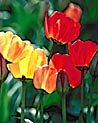 Yellow & orange Tulip bouquet Ecard