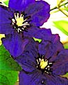 Purple Clematis flowers  Ecard