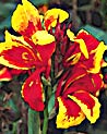 Orange & Yellow Australian Iris Ecard 
