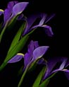 Irises Free Art Ecard