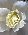 White Rose Free Art Ecard