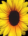 Sun Flower  Free Art Ecard