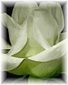 White Rose Free Art Ecard