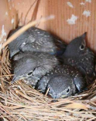 Eastern Blue Birds Free Ecards