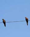 Doves on a Wire Ecard