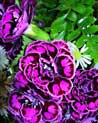 Passionate Purple free Flower Ecard