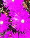 Purple Fusion free Flower Ecard
