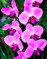 Purple Phalaenopsis Orchid Ecard