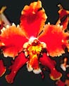 Orange Oncidium Orchid Ecard