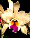 White Cattleya Orchid Ecard