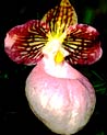 Cypripedium Orchid Ecard
