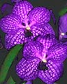 Vanda  Orchid Ecard
