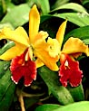 Yellow & Orange Phalaenopsis  Orchid Ecard