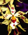 Odontoglossum Orchid Ecard