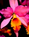 Pink Cattleya Orchid Ecard
