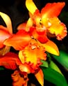 Orange Cattleya Orchid Ecard