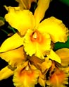Yellow Cattleya Orchid Ecard