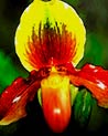 Paphiopedilum Orchid Ecard
