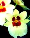 Miltoniopsis Orchid Ecard