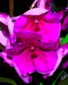 Pink Vanda  Orchid Ecard