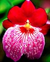 Miltoniopsis Orchid Ecard