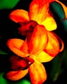 Orange Cymbidium Orchid Ecard