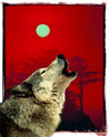 Wolf howling at sunset Ecard