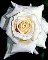 White Hybrid Tea Rose 'Lenip' Ecard