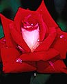 Valentine Red Rose  ecard