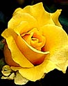Yellow Hybrid Tea Rose 'Lanvin' Ecard